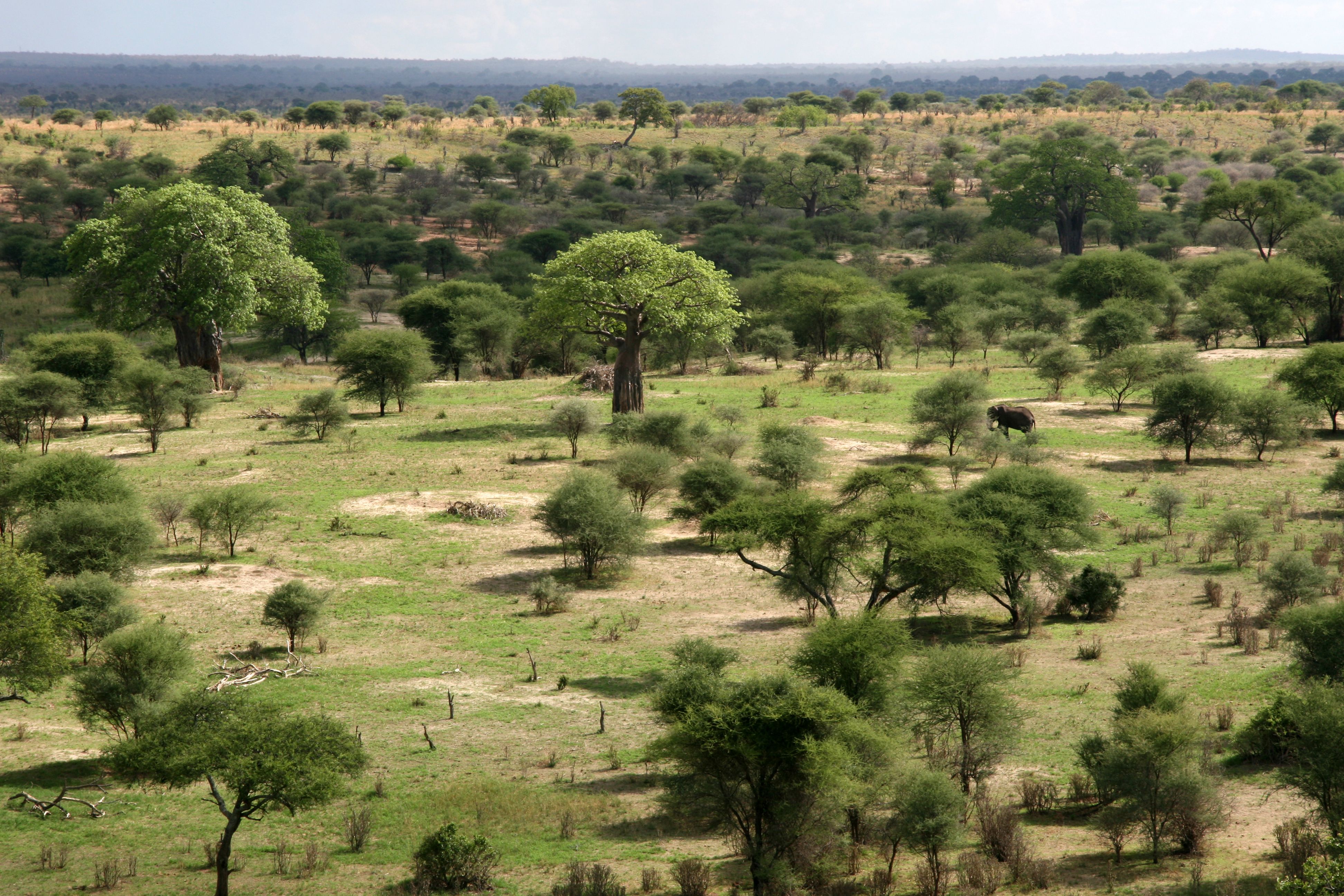 On Holiday with Sue Pomeroy in Tanzania